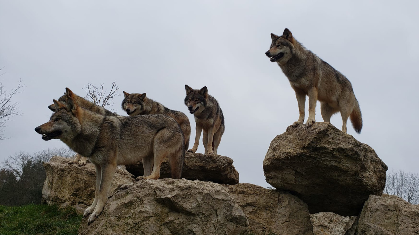seminaire-instinct-animal-1-taos-event
